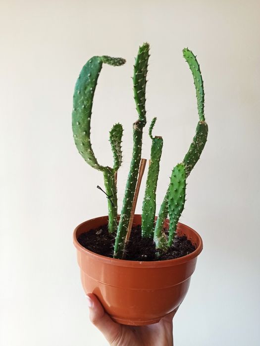 Kaktus oryginalny, bardzo kłujący