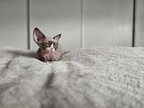 Edith kotka devon rex do hodowli
