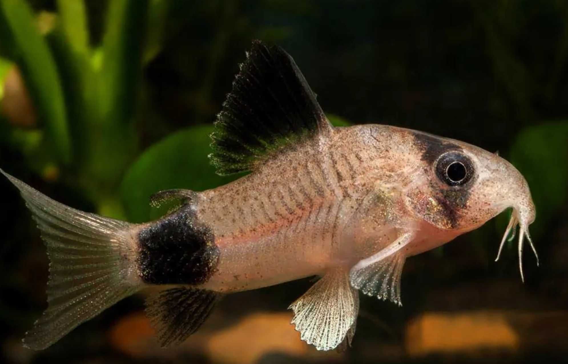 Kirysek panda - Kirys pandowaty - Corydoras panda - dowóz, wysyłka