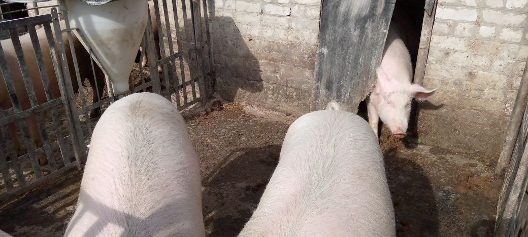 Продам свиней від 150 кг.