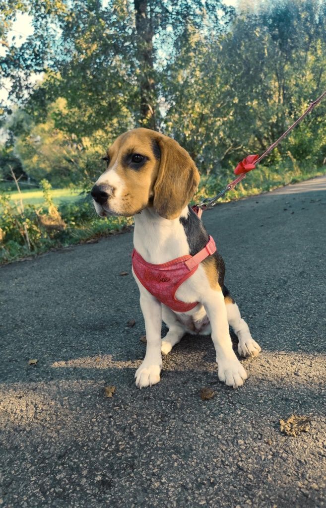 Szczeniak beagle