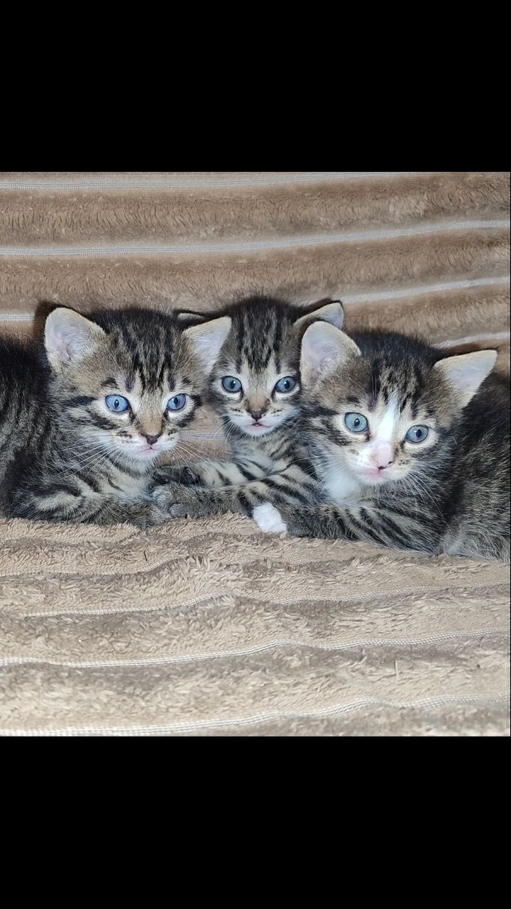Подарю котёнка, котёнок в хорошие руки, котик.