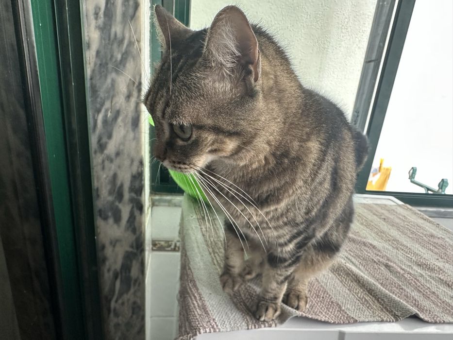 para adoção responsável