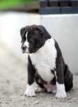 American staffordshire terrier Amstaff ZKwP FCI SAMCZYK DO ODBIORU