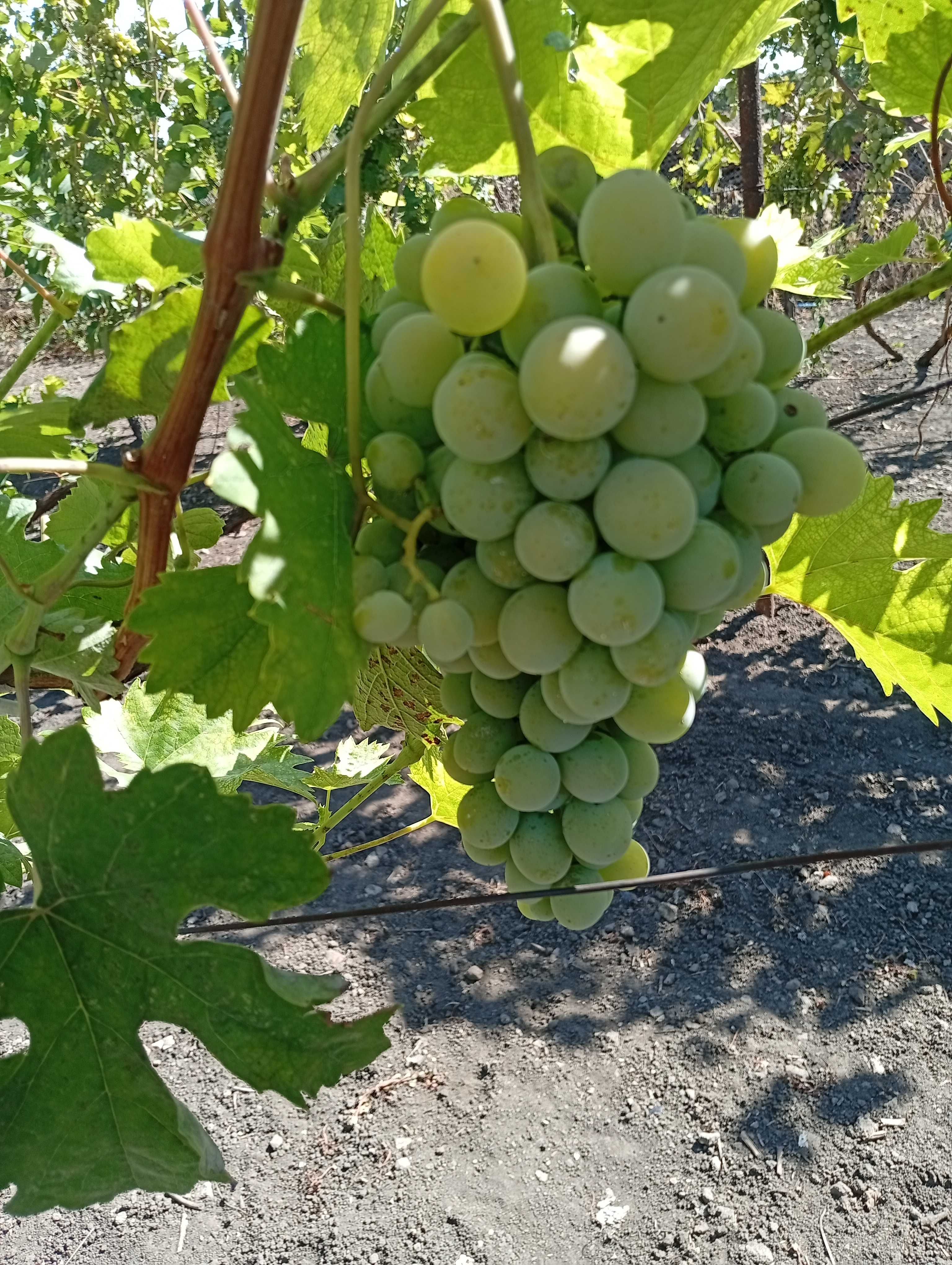 Продам Виноград Оптом