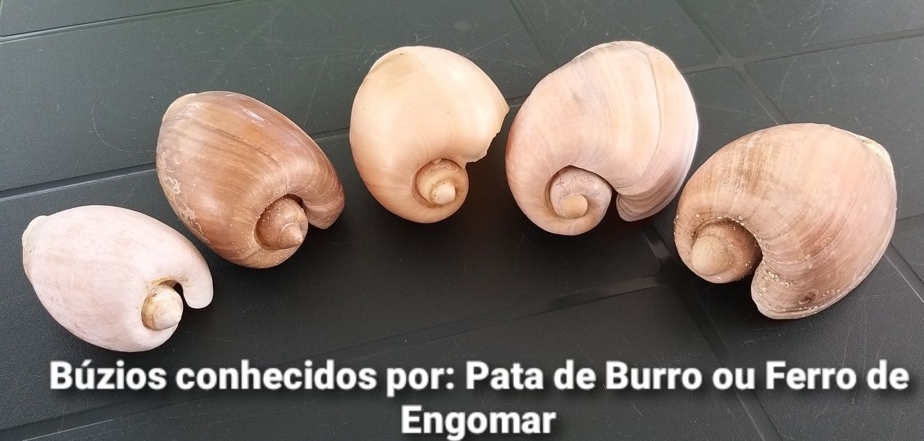 Búzios Pata de Burro.