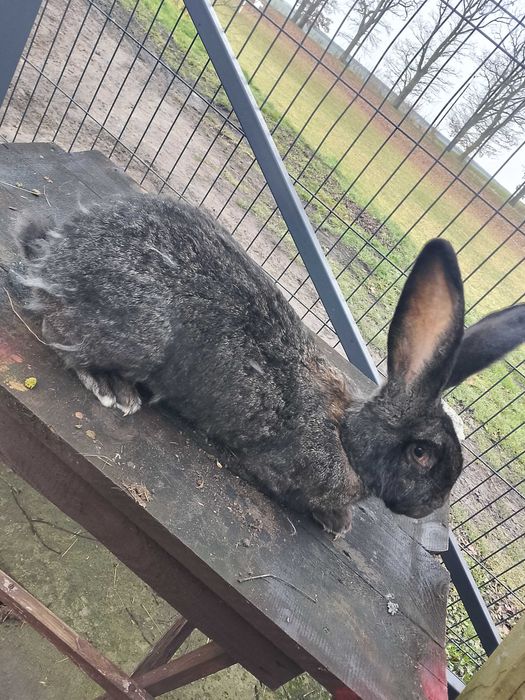 Olbrzym belgijski żelazisty samica