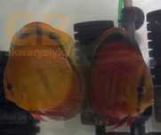 GB DYSKOWCE Paletka Red Cover | Rozmiar "S" 4-4,5cm - dowóz ryb!