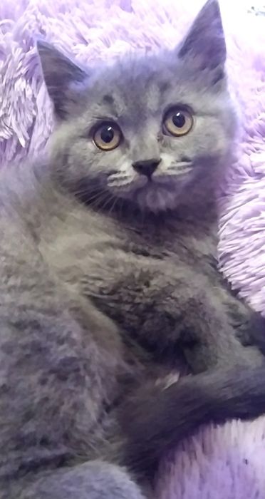 Шотландская кошечка прямоушка