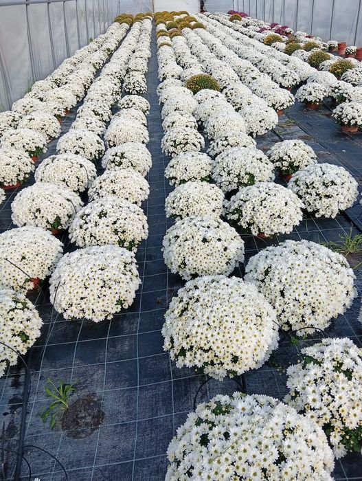 Chryzantemy-Kopki -Złocenie