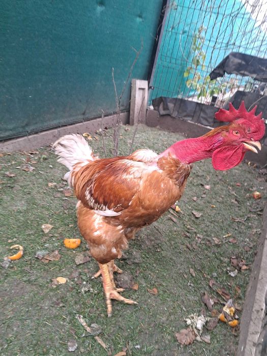 Sprzedam koguta gołoszyjke