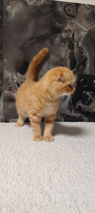 Шотландський малюк
