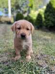 Labrador Retriever suczka