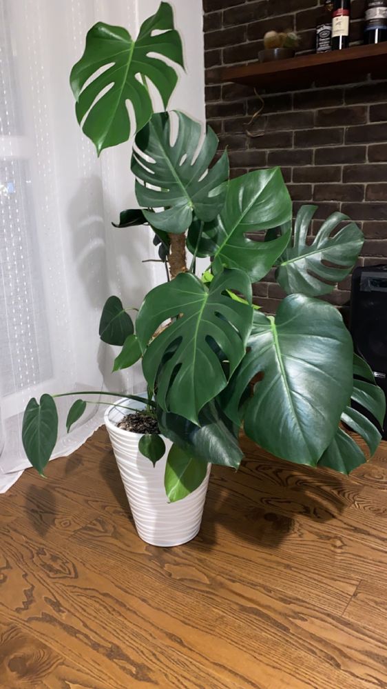 Monstera w doniczce