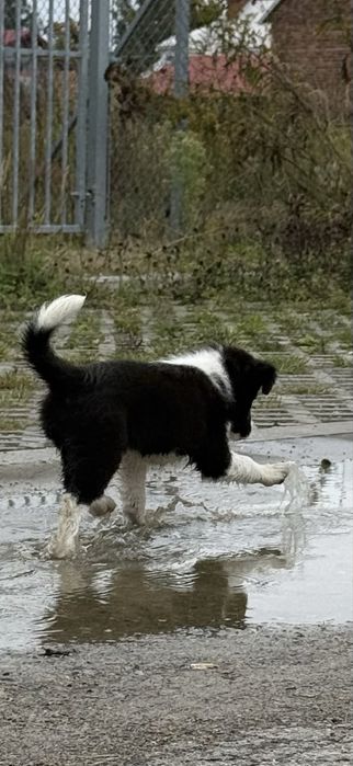 Szczeniak Owczarek Border Collie suczka rasowa dziewięc tygodni