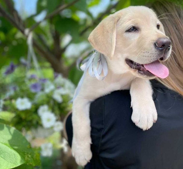 Народжені любити! Лабрадори від розплідника YalMarin Lucky Labs