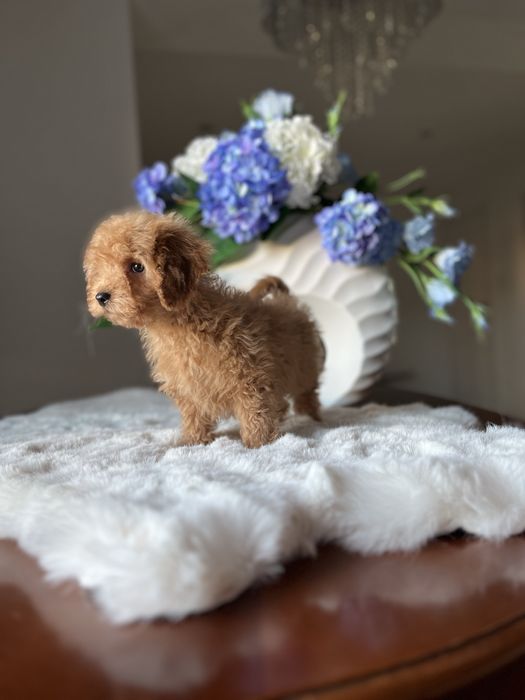 Pudel toy mini chłopiec