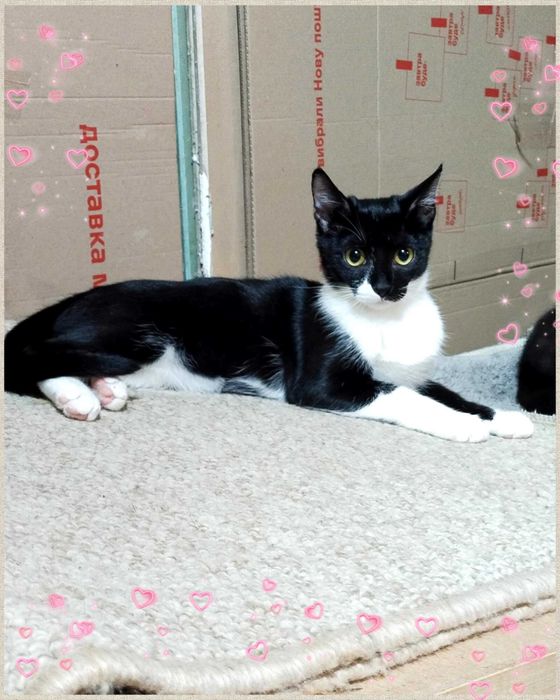 Чорно-біла кішечка,молода,здорова,в добрі руки,шукає дім,ніжна,здорова