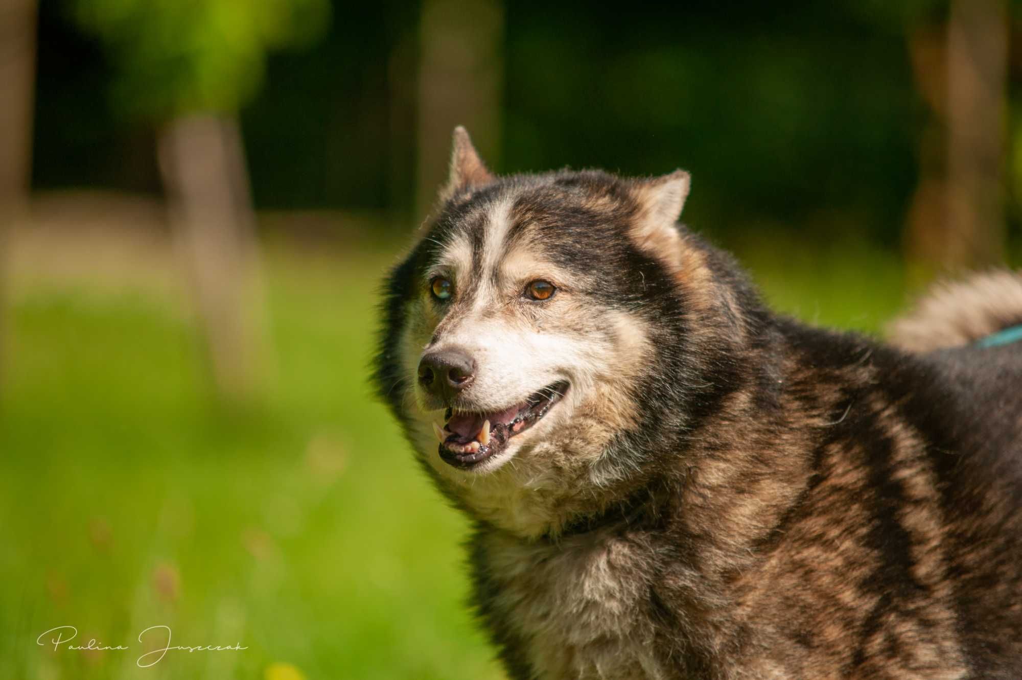 Otis w typie husky czeka na kochający dom...