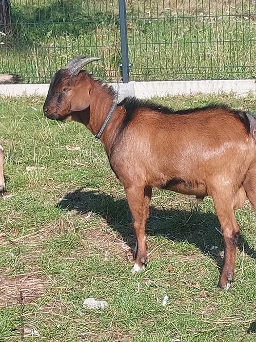 Koziołek reproduktor