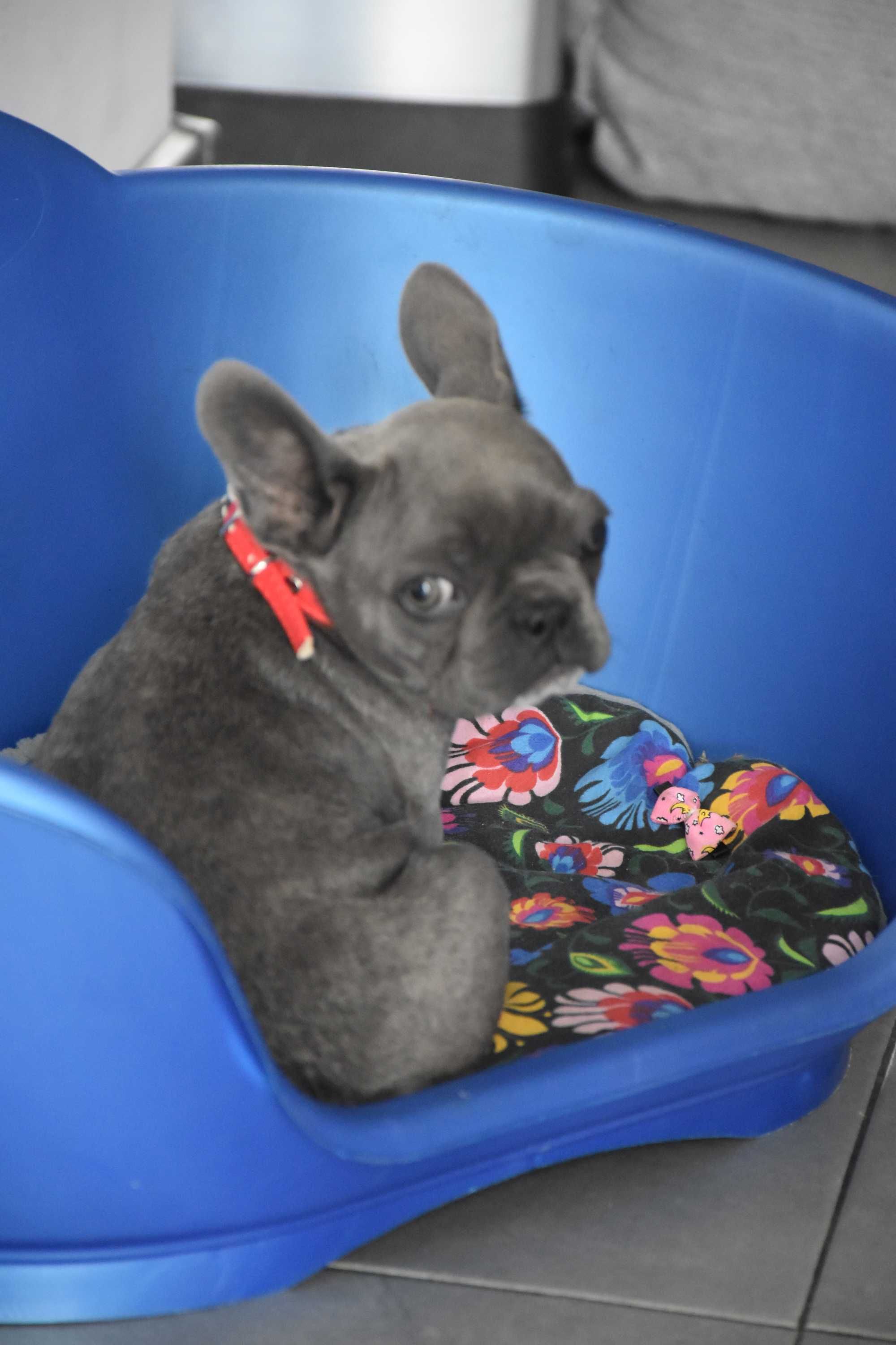 Buldog francuski samiec blue