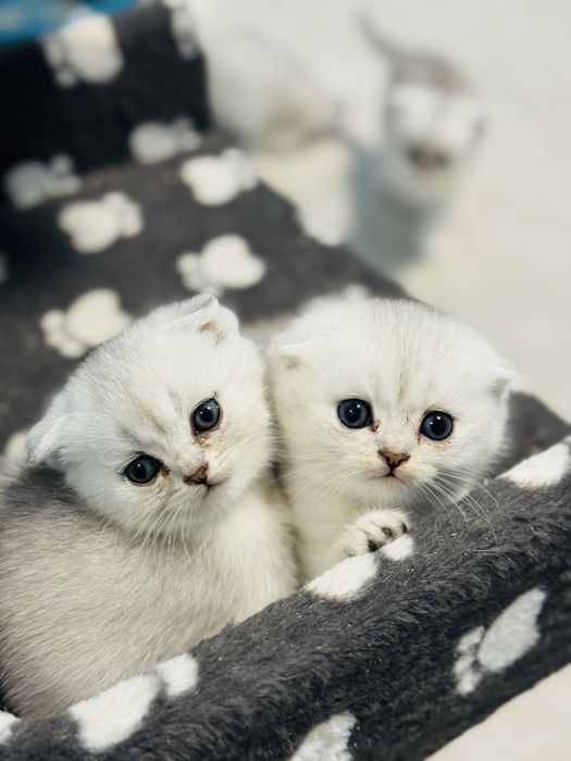 Шиншили. Веслоухі і прямовухі. Скотіш Страйт і Фолд