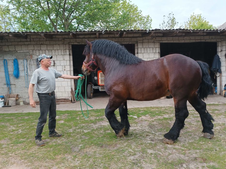 piękny i łagodny ogier Nemo (83 pkt)