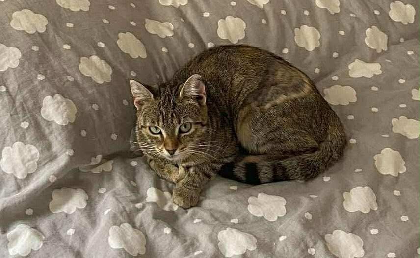 Kotka Stefcia do adopcji z fundacji