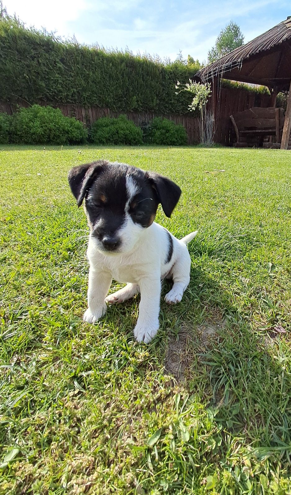 Jack Russell Terrier suczka