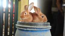 Coelhos Leonardo