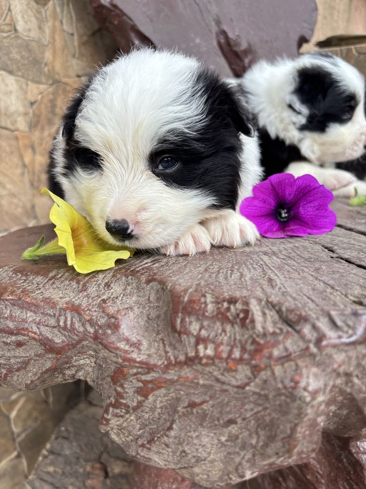 Border collie suczka z rodowodem