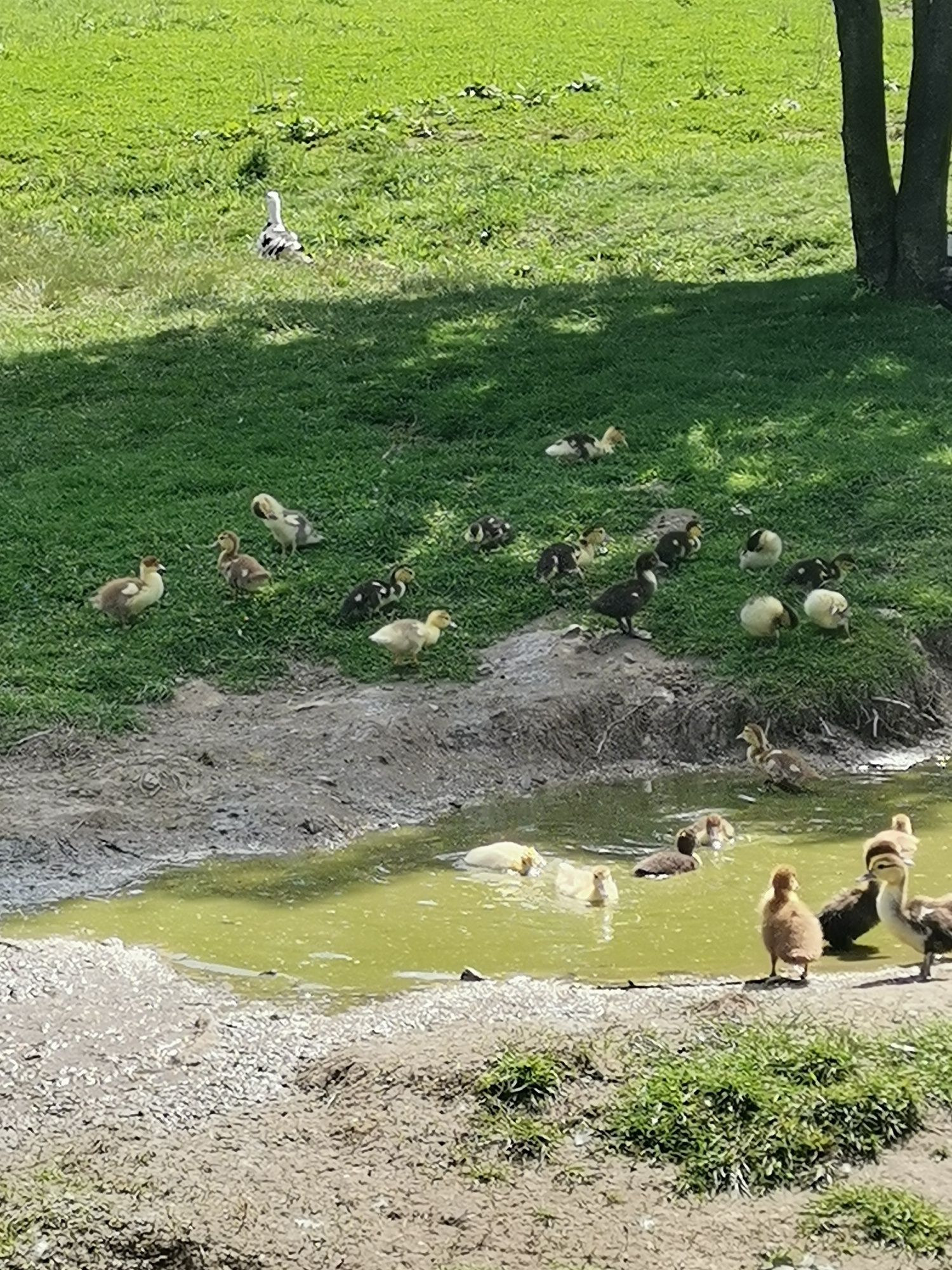 Sprzedam kaczki francuskie