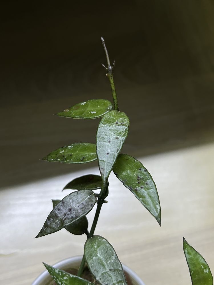 Hoya lacunosa Mr.Tent