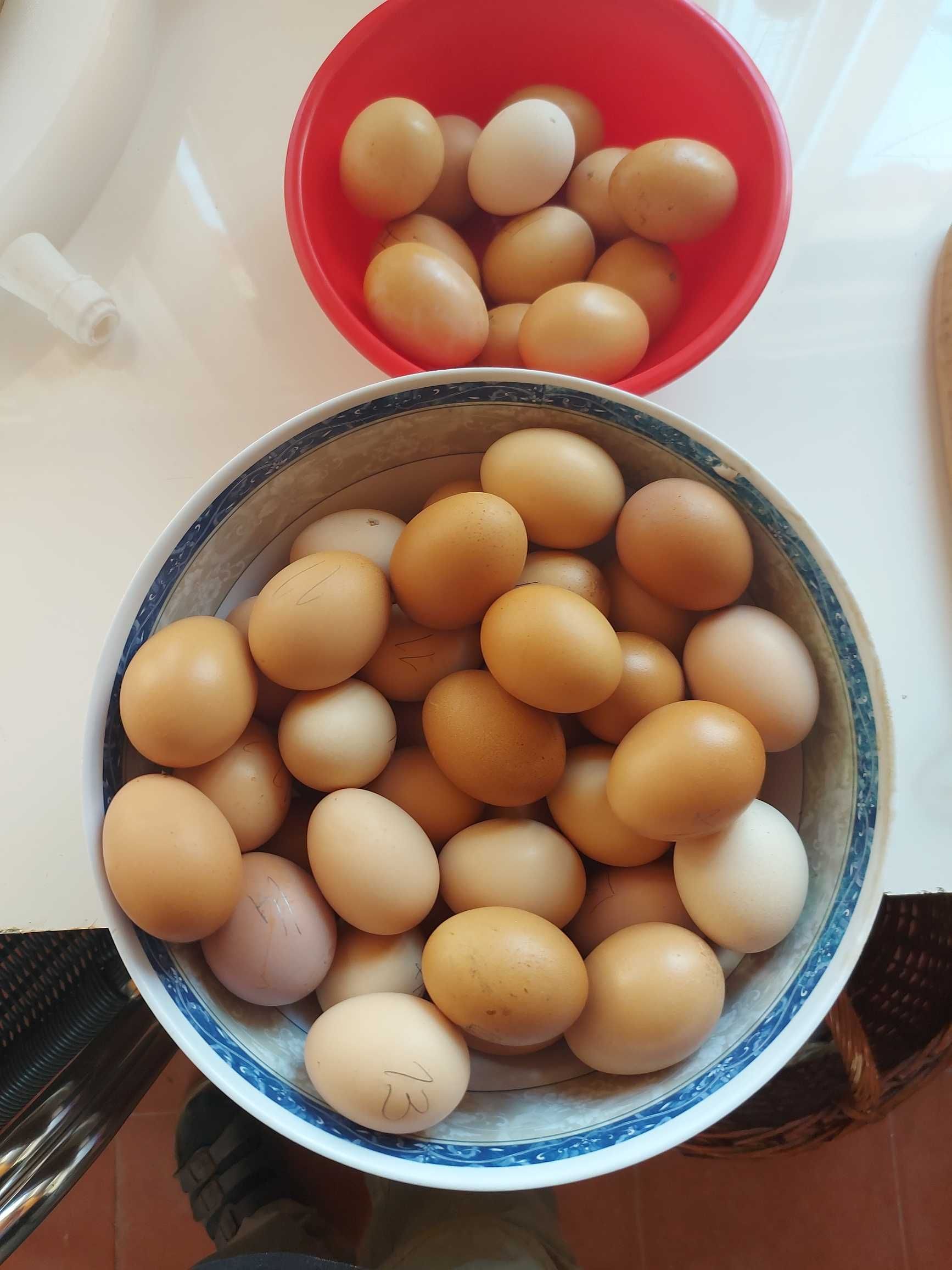 Ovos caseiros de galinhas do campo