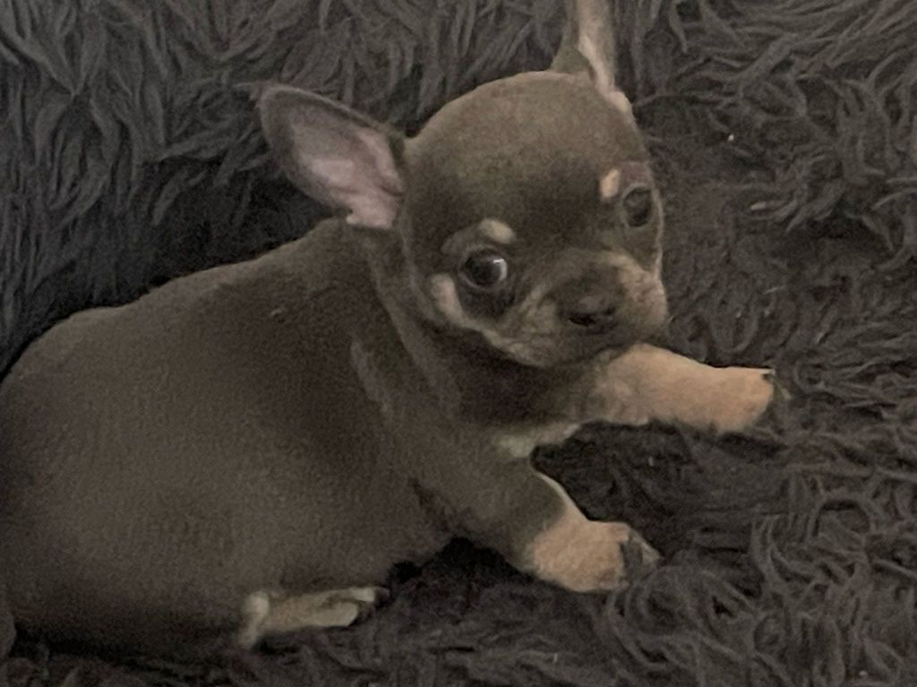 Chihuahua macho lindo