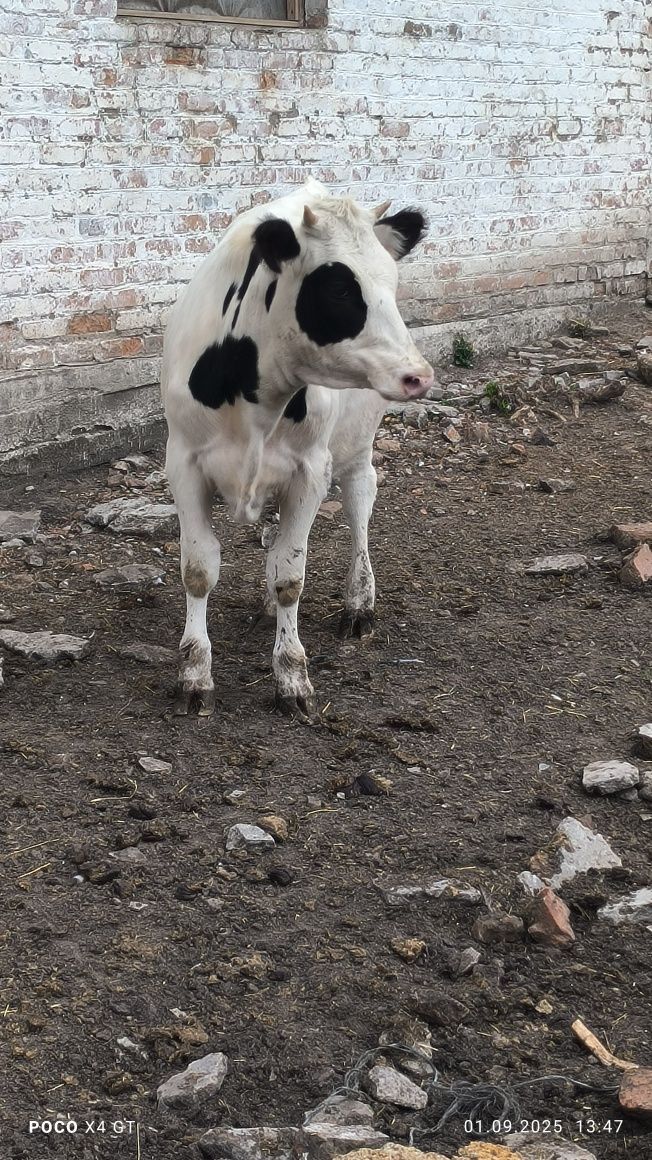Продам телицю 1 рік