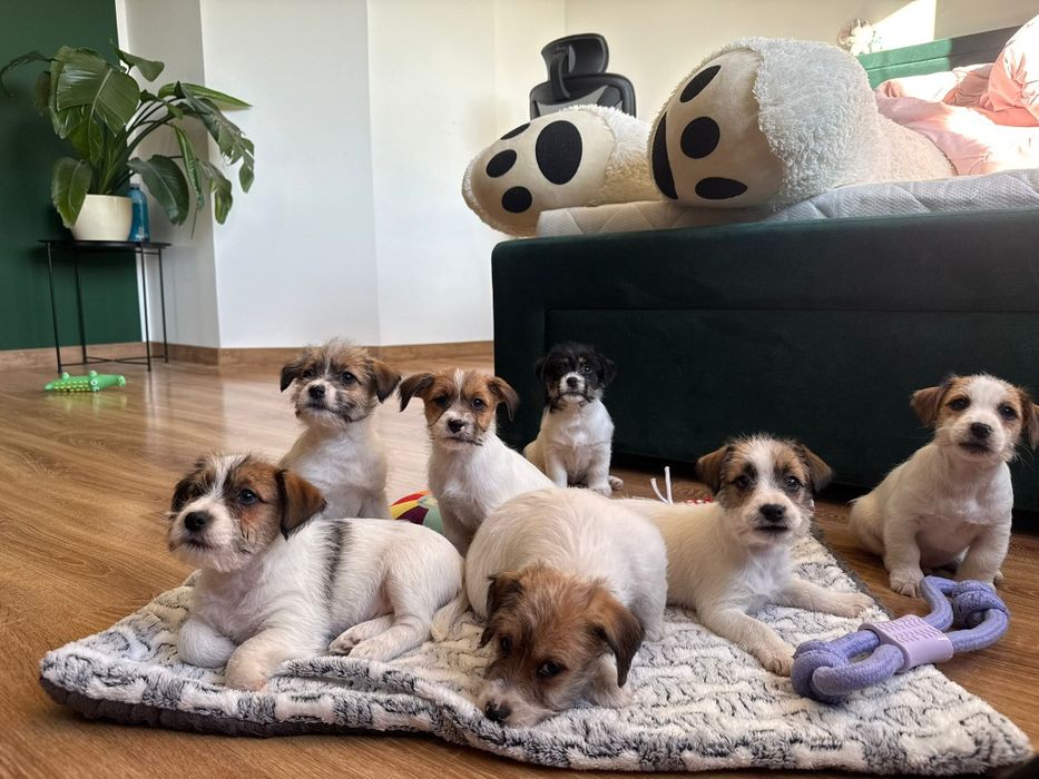 Jack Russell Terrier ZKwP FCI