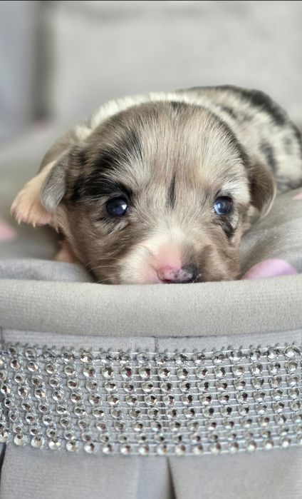 Welsh Corgi Cardigan **Sunia Merle **Do Rezerwacji