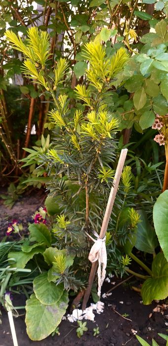 предлагаю тис ягодный