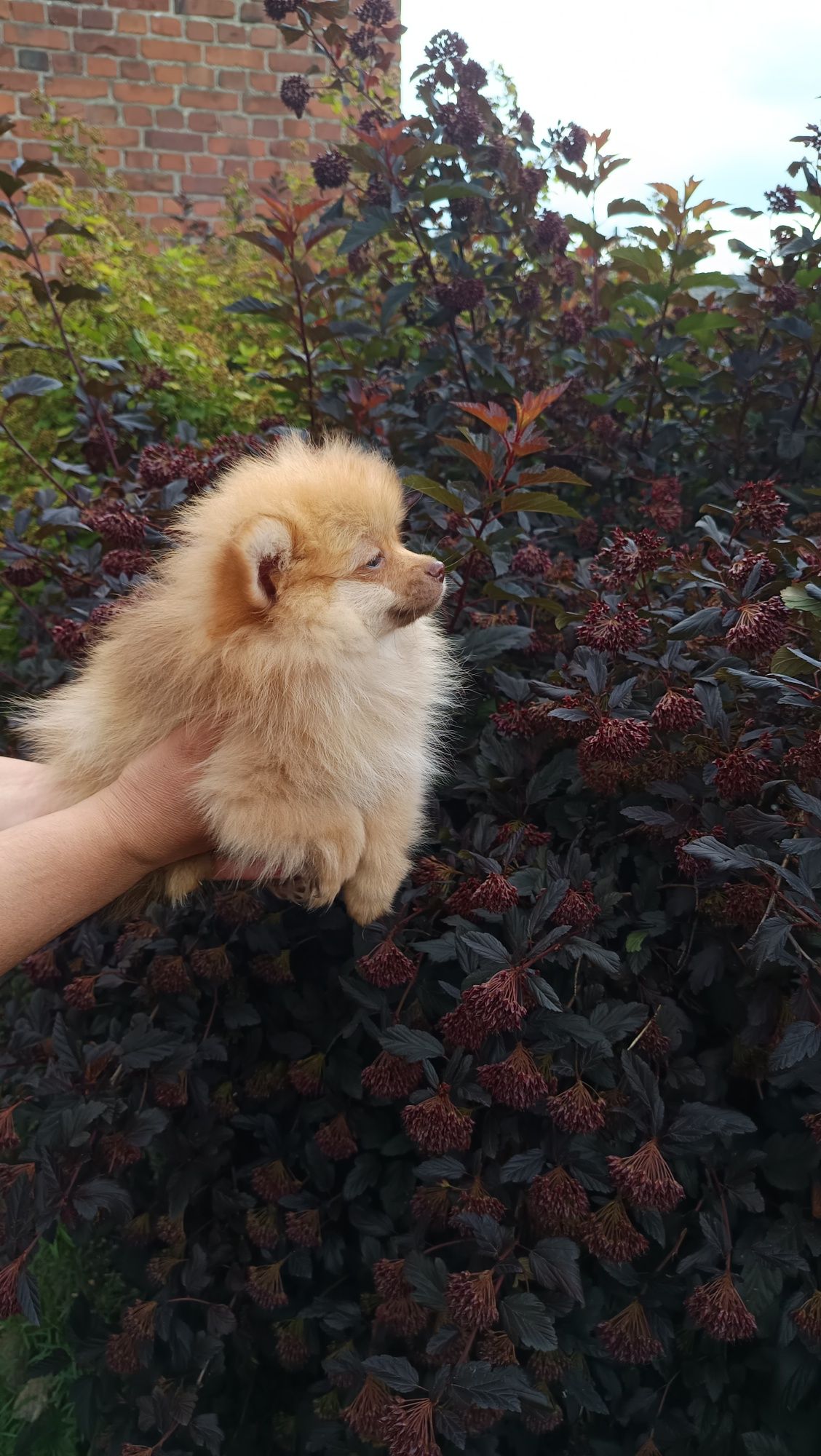 Pomeranian Szpic miniaturowy
