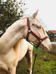 Cavalo lusitano cruzado