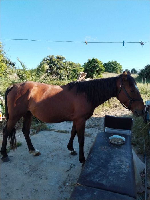 Cavalo montado e engatado 11 anos com livro