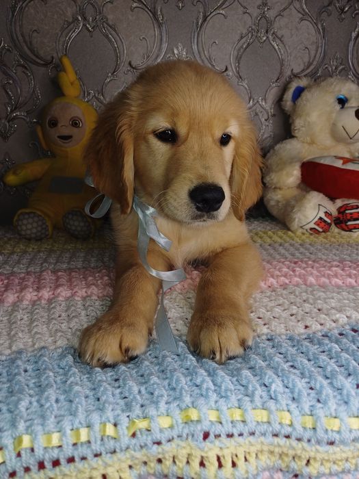 Золотисті Ретривери з документами КСУ