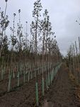 Grusza pospolita Beech Hill, Pyrus communis