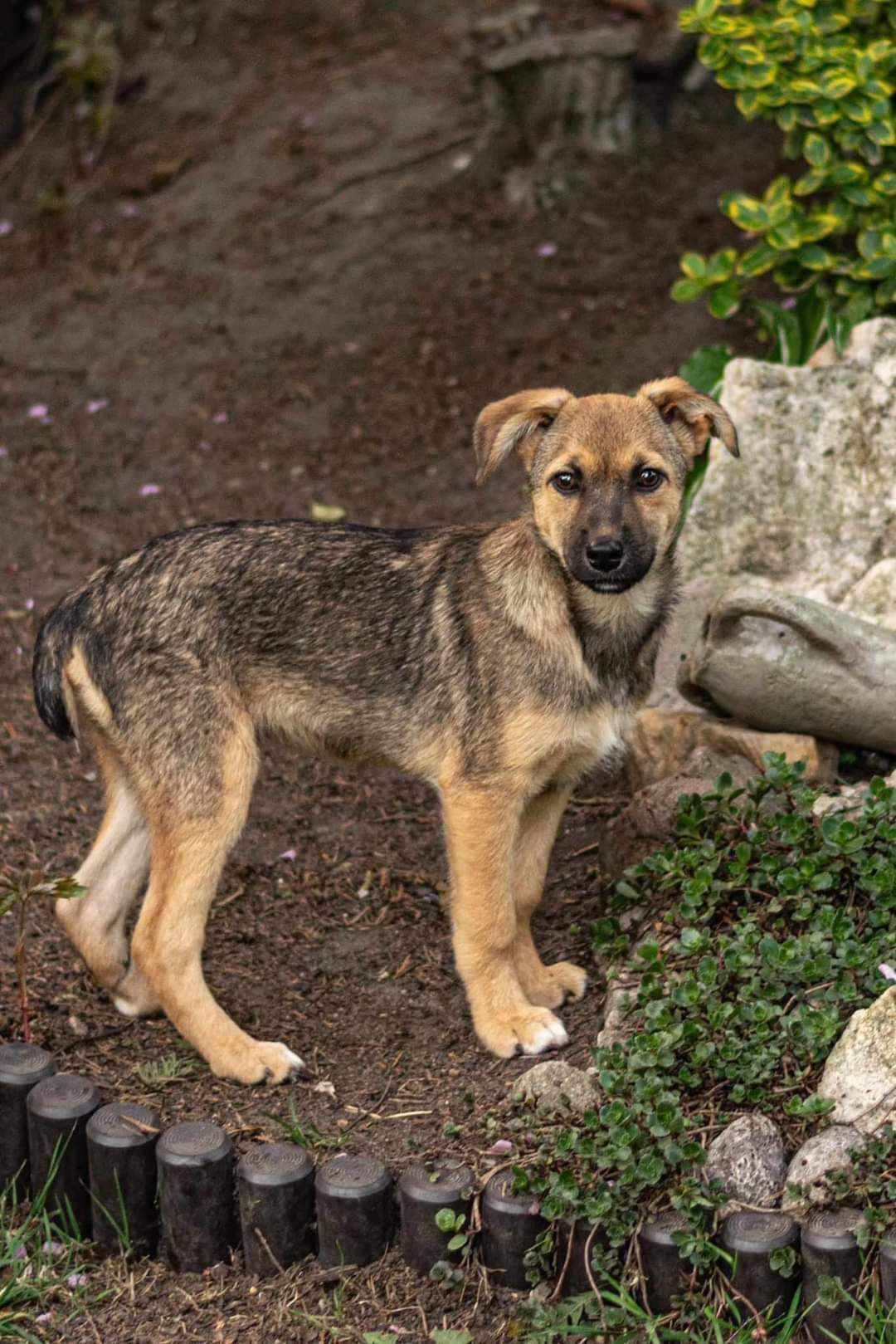 BARNI -Psie dziecko do pokochania od zaraz