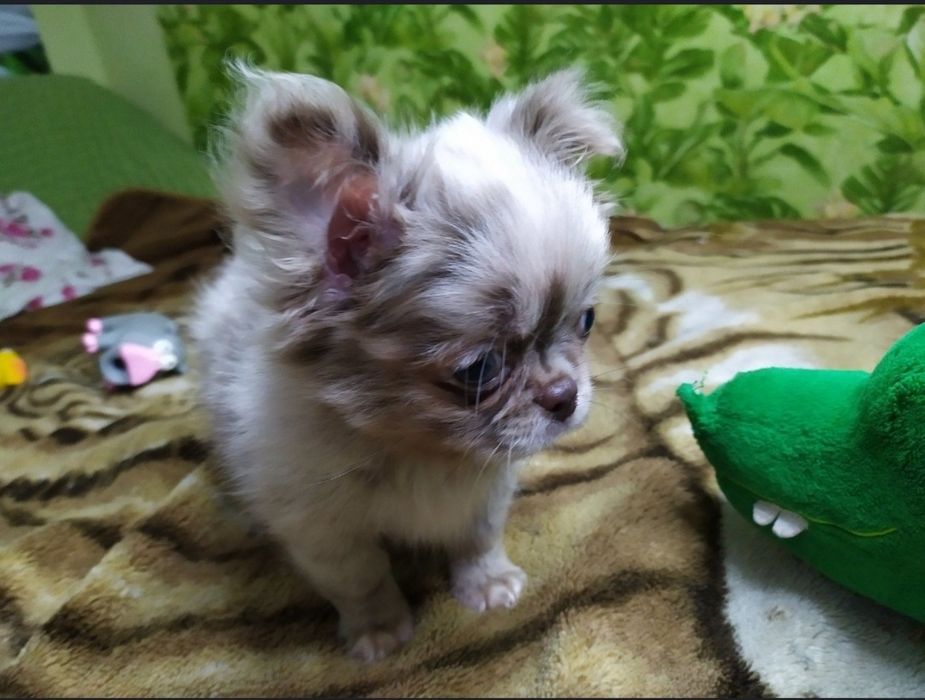 Мармурові малюки чихуахуа