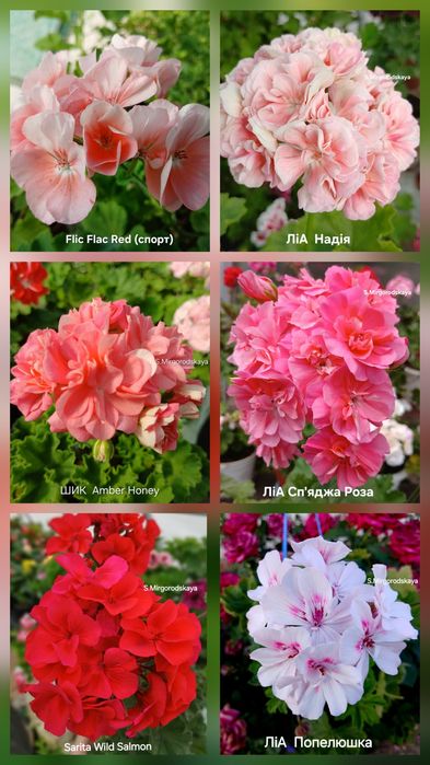 Пеларгонія зональна сортова