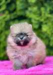 Szpic miniaturowy/pomeranian piesek