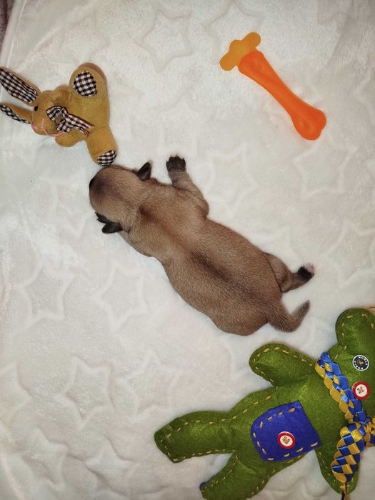 Дівчинка чихуахуа