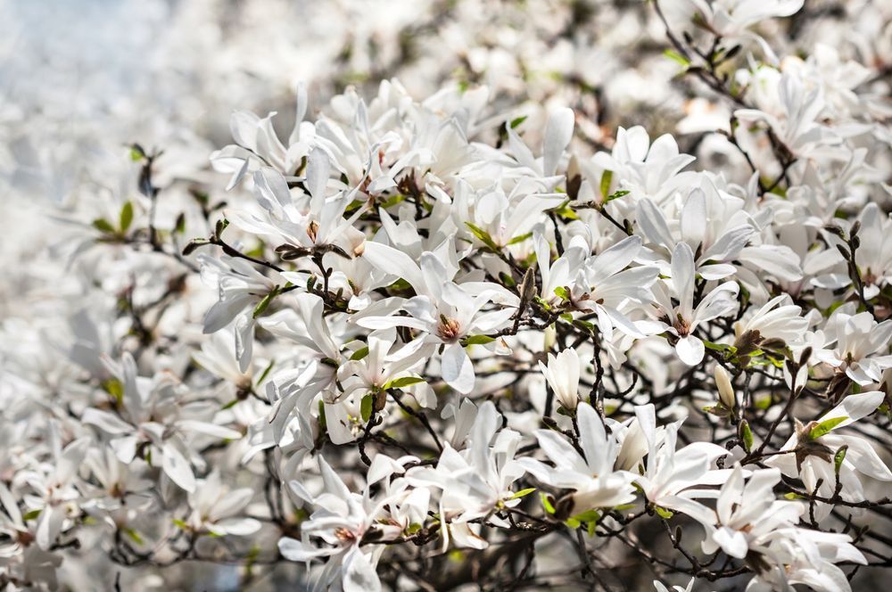 Magnolia japońska (Magnolia kobus) Doniczka 2.5L